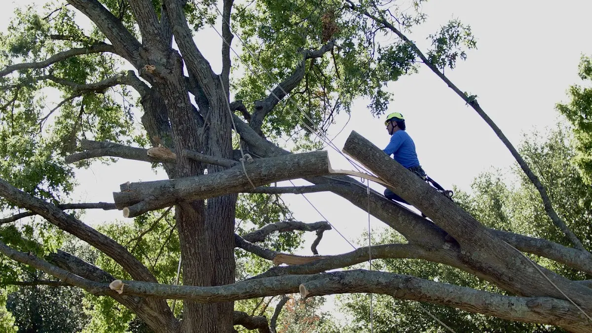 Professional Crown Thinning performed by certified arborists in Creedmoor